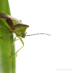 MYN Shieldbug 2 